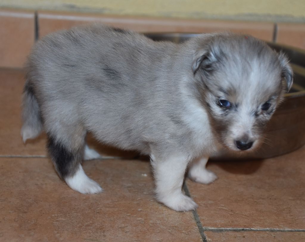 De la combe berail - Chiots disponibles - Shetland Sheepdog