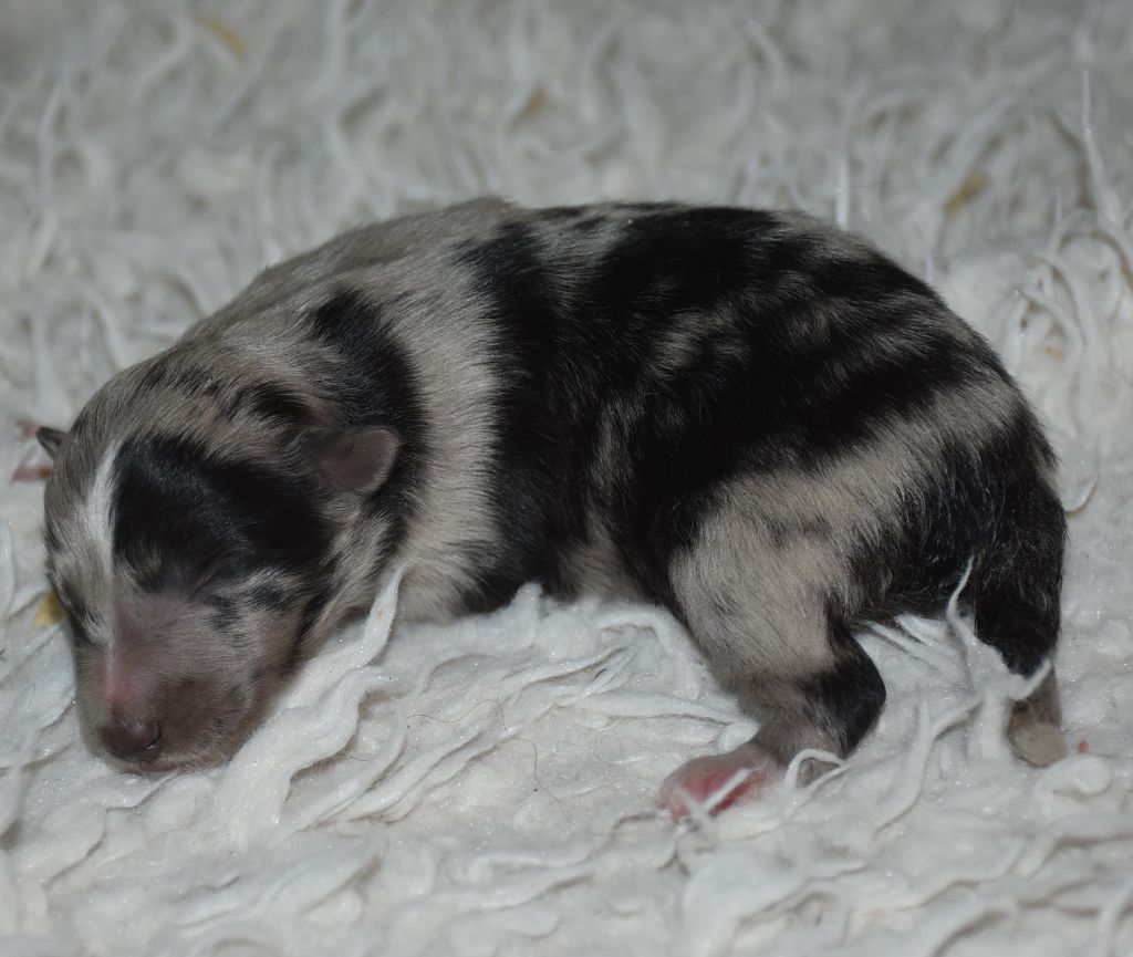 De la combe berail - Chiots disponibles - Shetland Sheepdog
