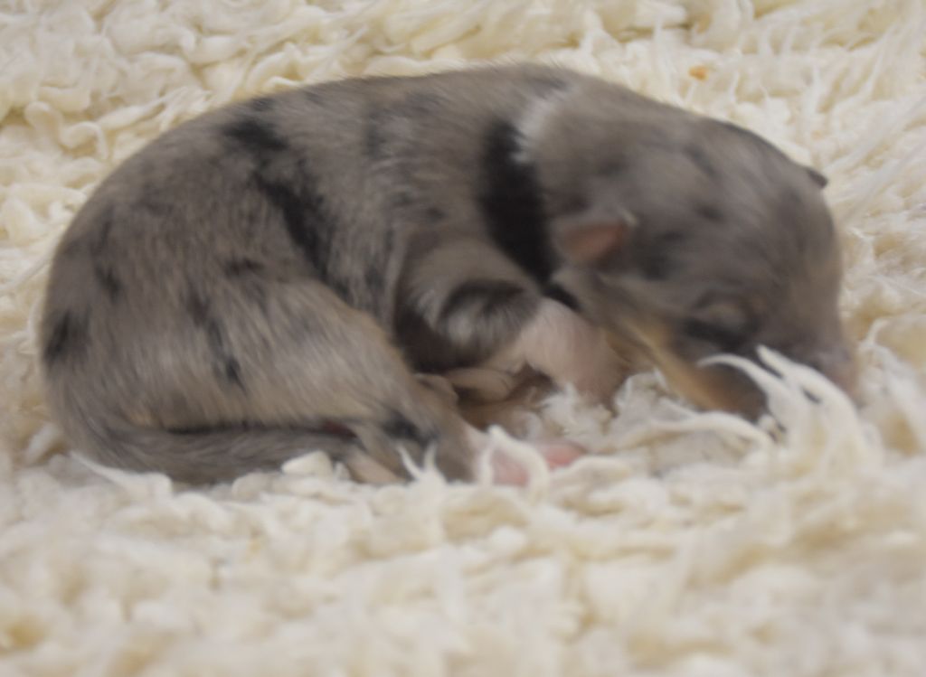 De la combe berail - Chiots disponibles - Shetland Sheepdog