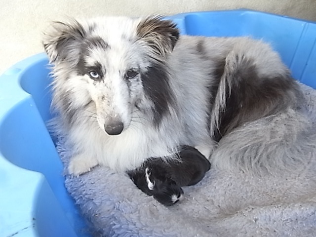 Chiot Shetland Sheepdog De la combe berail