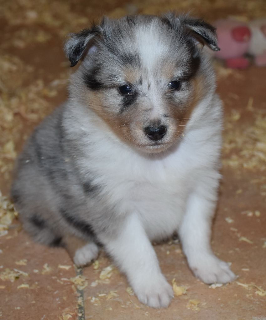 De la combe berail - Chiots disponibles - Shetland Sheepdog