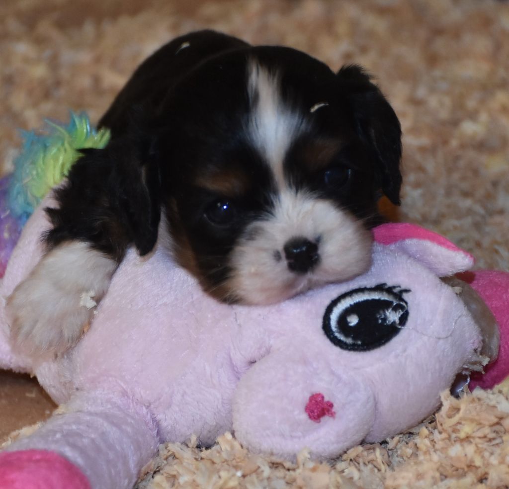 De la combe berail - Chiots disponibles - Cavalier King Charles Spaniel