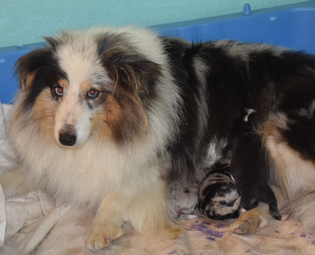 Chiot Shetland Sheepdog De la combe berail