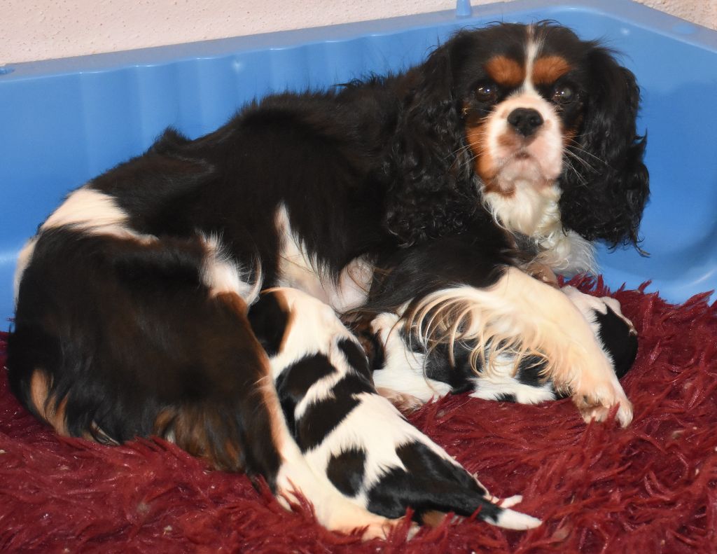 Chiot Cavalier King Charles Spaniel De la combe berail