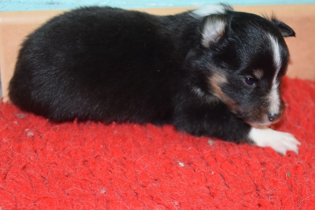 De la combe berail - Chiots disponibles - Shetland Sheepdog