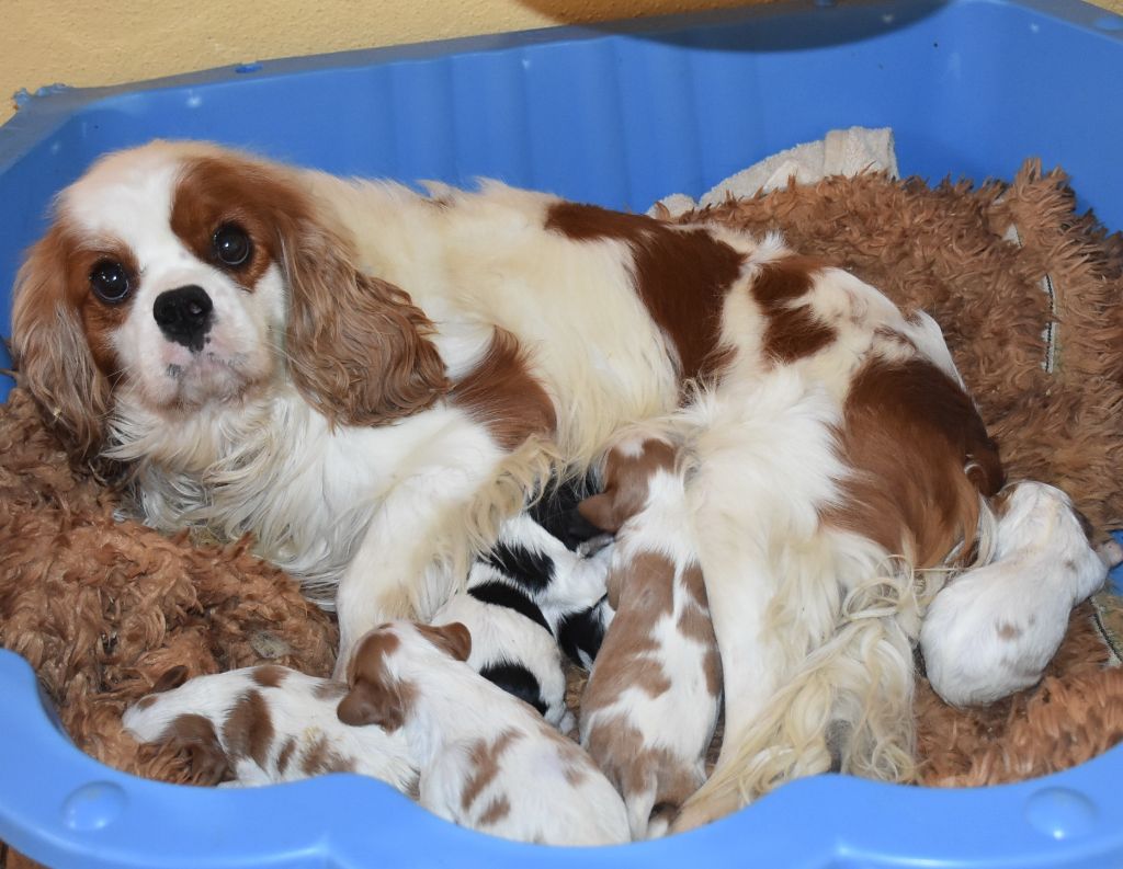 Chiot Cavalier King Charles Spaniel De la combe berail