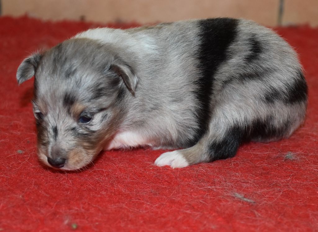 De la combe berail - Chiots disponibles - Shetland Sheepdog