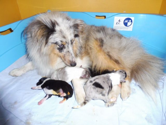 De la combe berail - Shetland Sheepdog - Portée née le 13/08/2017