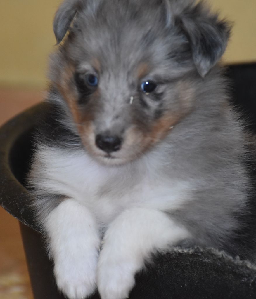 De la combe berail - Chiots disponibles - Shetland Sheepdog