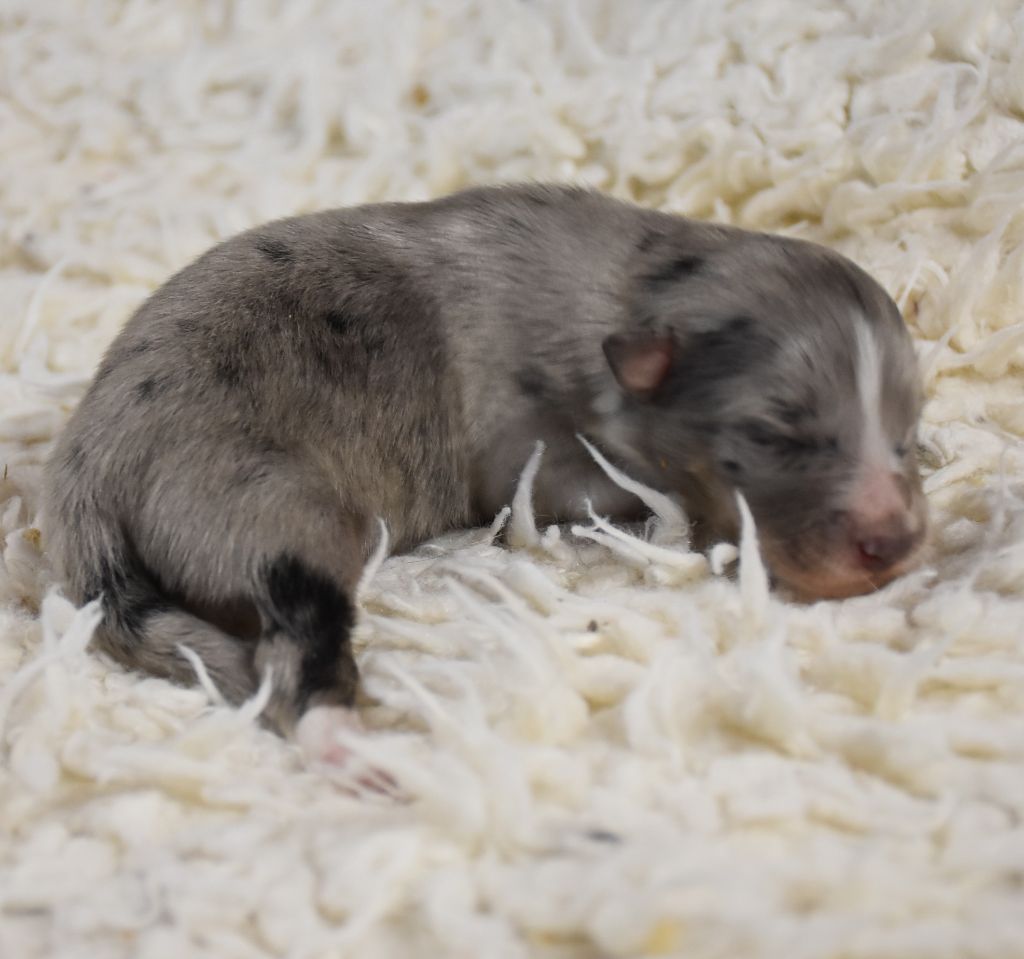 De la combe berail - Chiots disponibles - Shetland Sheepdog