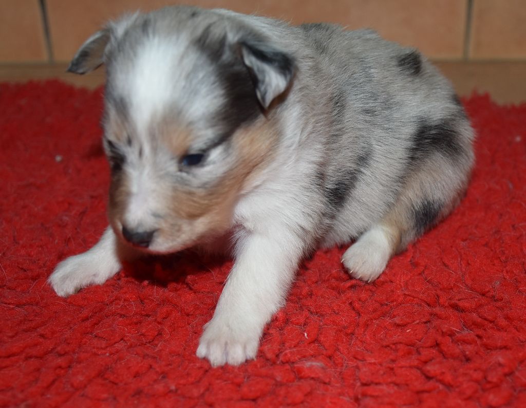 De la combe berail - Chiots disponibles - Shetland Sheepdog