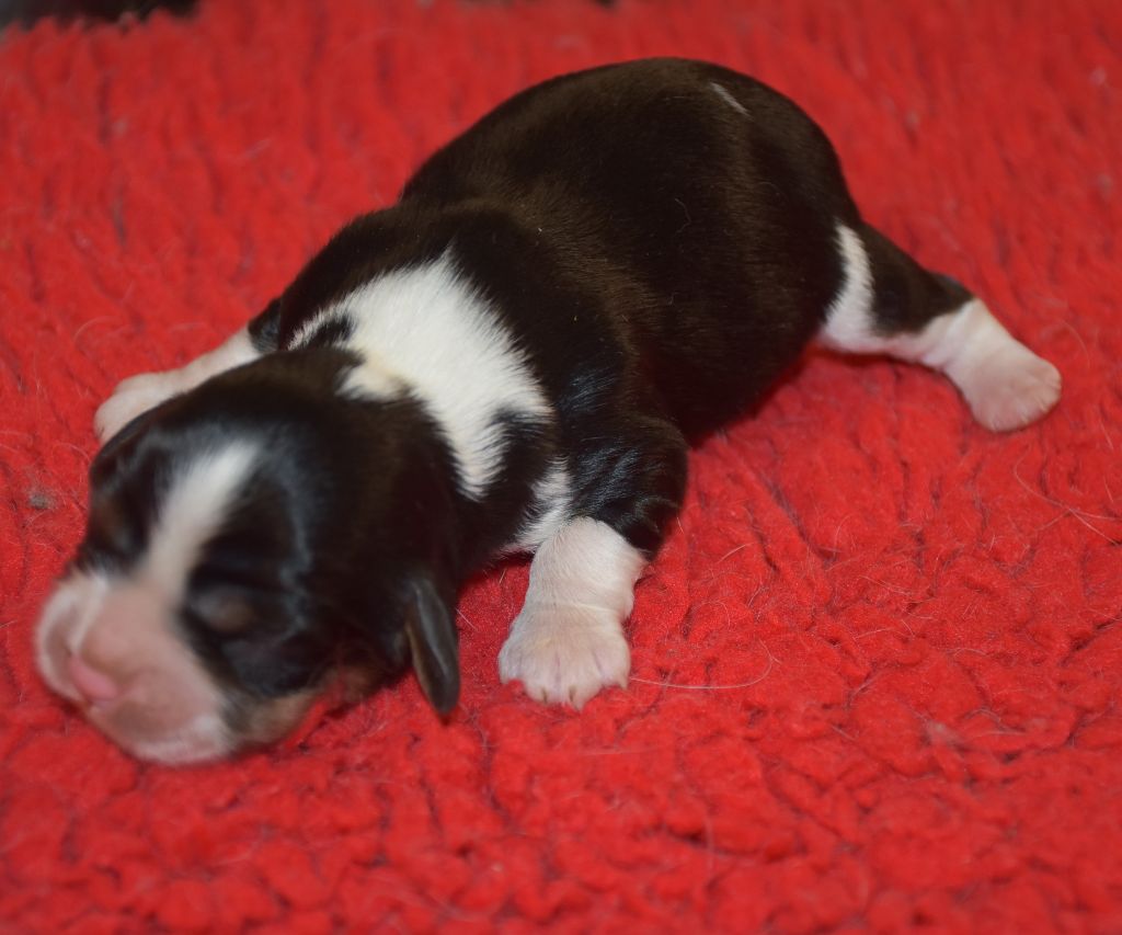 De la combe berail - Chiots disponibles - Cavalier King Charles Spaniel