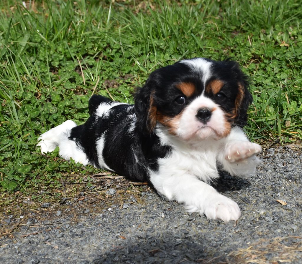 De la combe berail - Chiots disponibles - Cavalier King Charles Spaniel