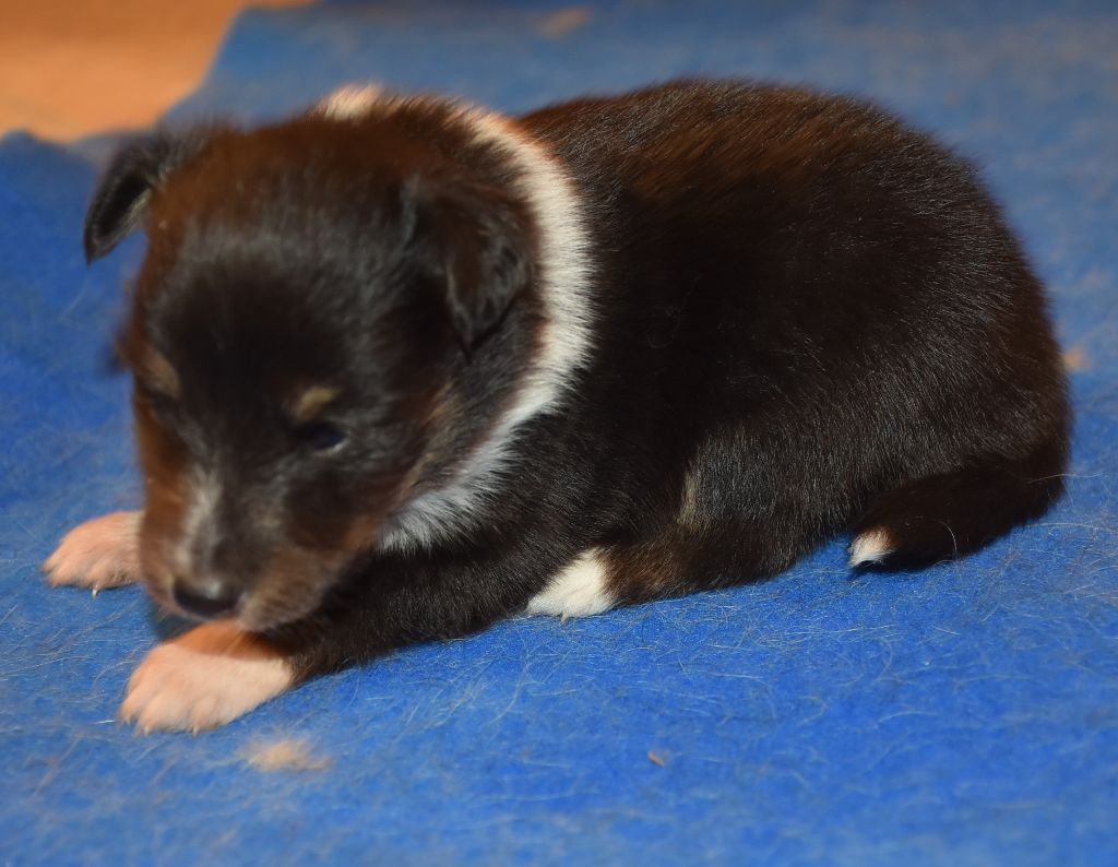 De la combe berail - Chiots disponibles - Shetland Sheepdog