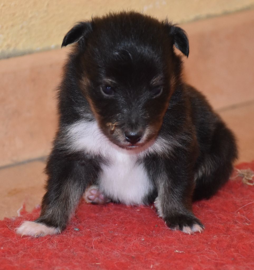 De la combe berail - Chiots disponibles - Shetland Sheepdog