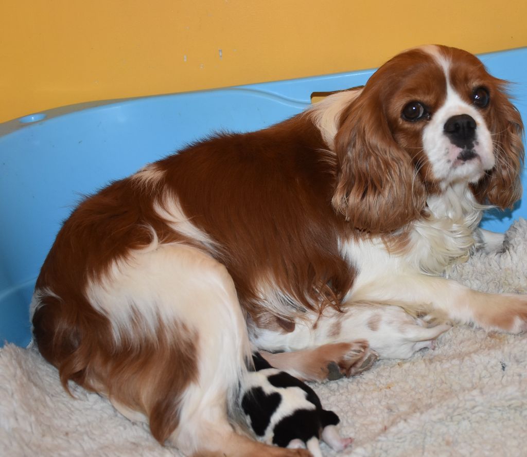 Chiot Cavalier King Charles Spaniel De la combe berail
