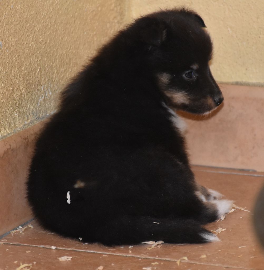 De la combe berail - Chiots disponibles - Shetland Sheepdog