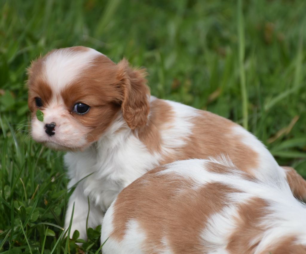 De la combe berail - Chiots disponibles - Cavalier King Charles Spaniel