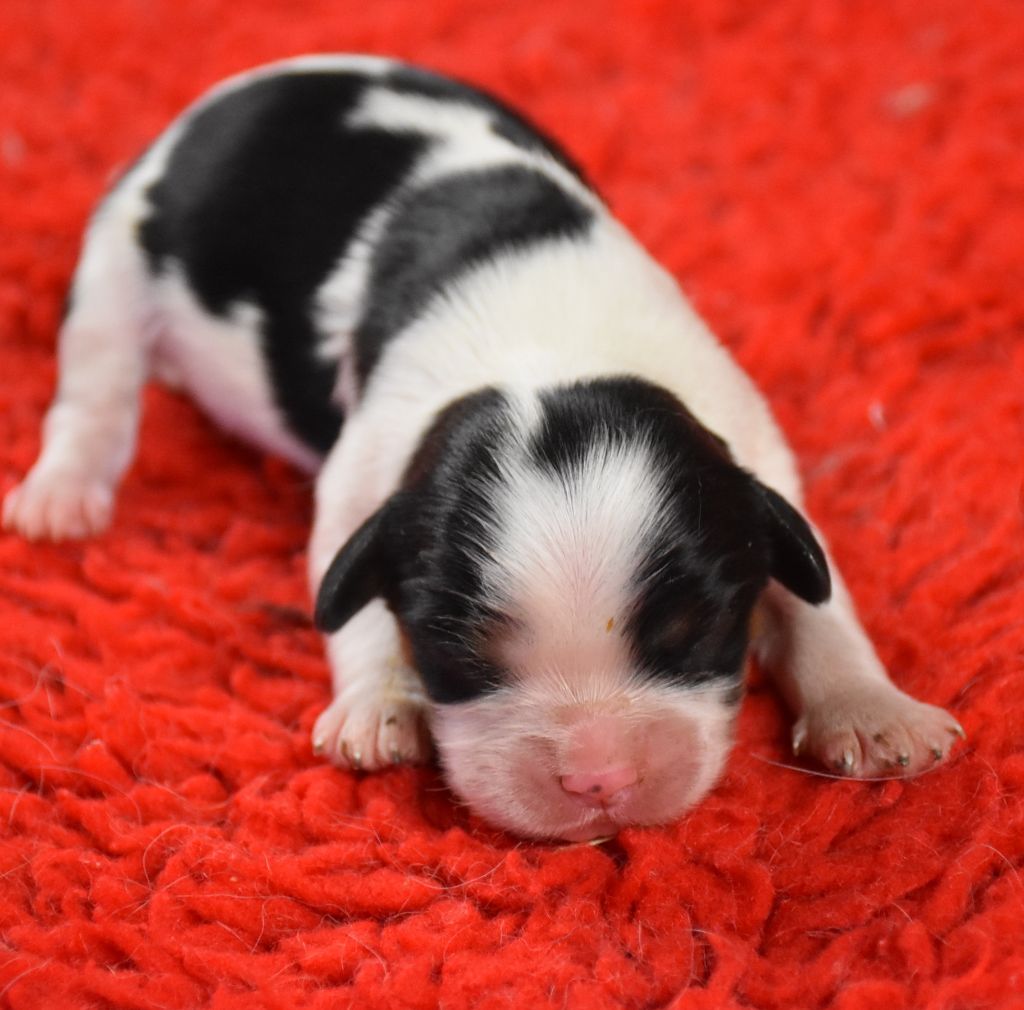 De la combe berail - Chiots disponibles - Cavalier King Charles Spaniel
