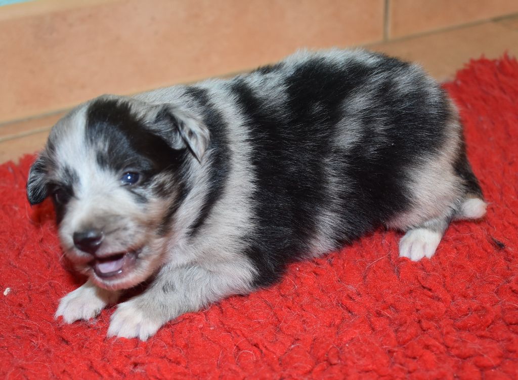 De la combe berail - Chiots disponibles - Shetland Sheepdog