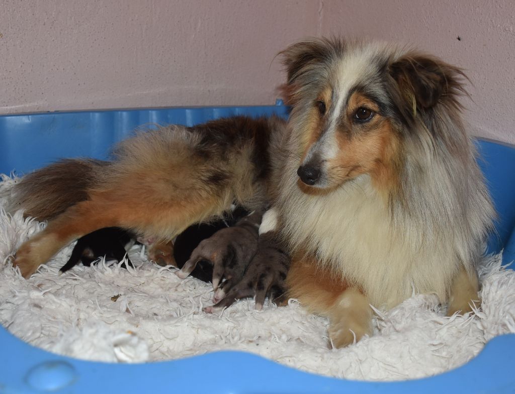 Chiot Shetland Sheepdog De la combe berail