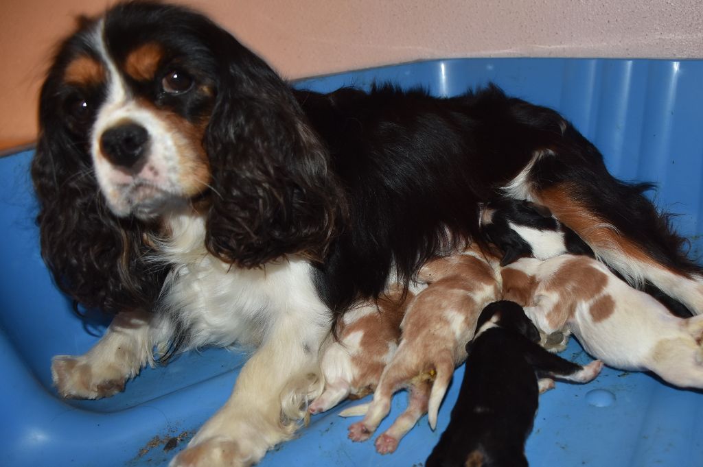 Chiot Cavalier King Charles Spaniel De la combe berail