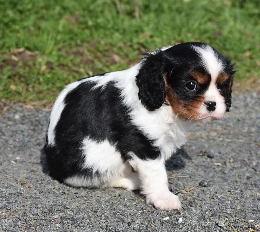 De la combe berail - Chiots disponibles - Cavalier King Charles Spaniel