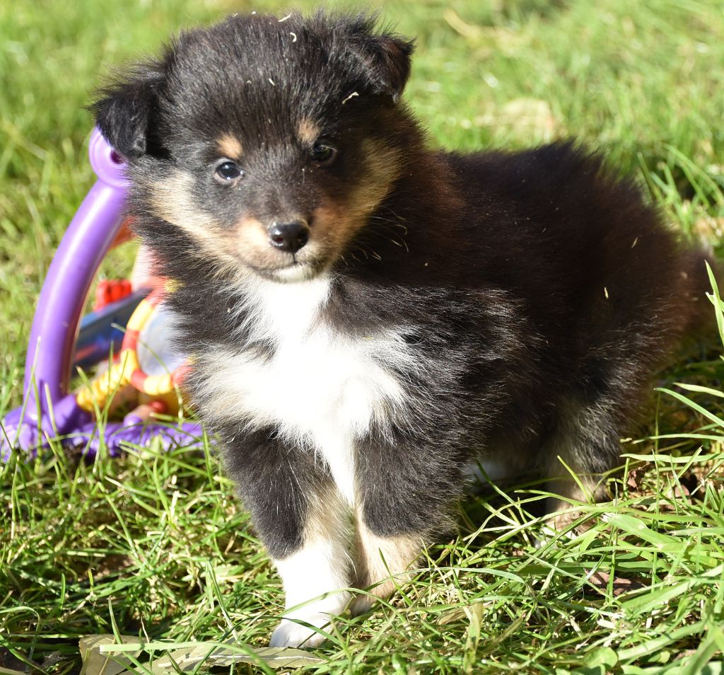 De la combe berail - Shetland Sheepdog - Portée née le 12/10/2019