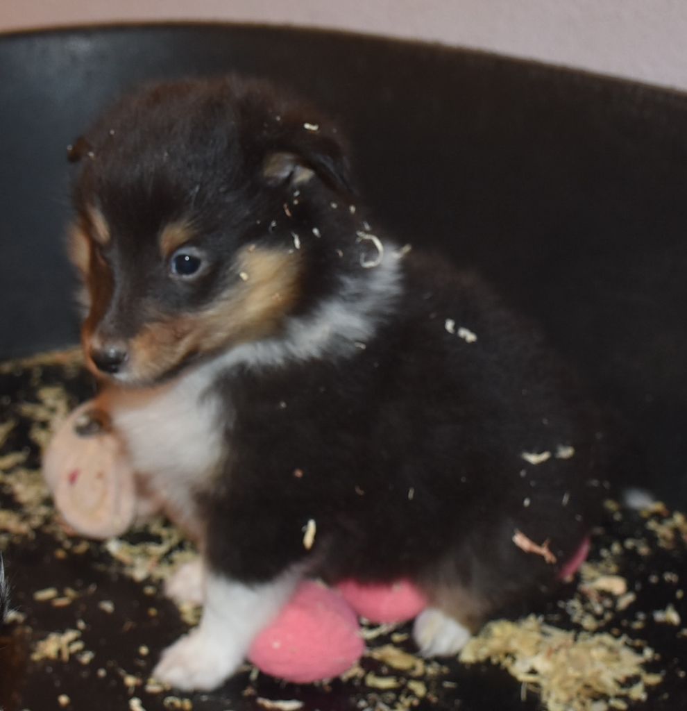 De la combe berail - Chiots disponibles - Shetland Sheepdog