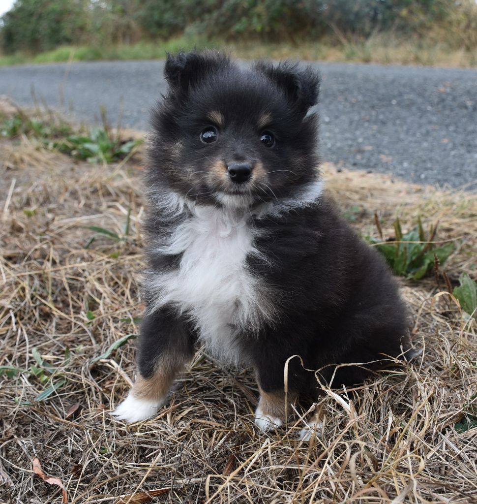 De la combe berail - Chiots disponibles - Shetland Sheepdog