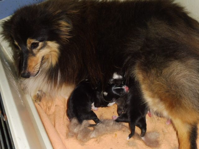 Chiot Shetland Sheepdog De la combe berail