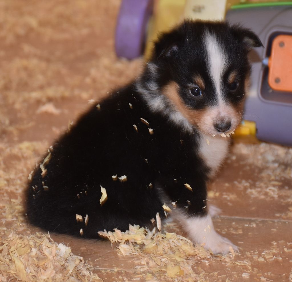De la combe berail - Chiots disponibles - Shetland Sheepdog