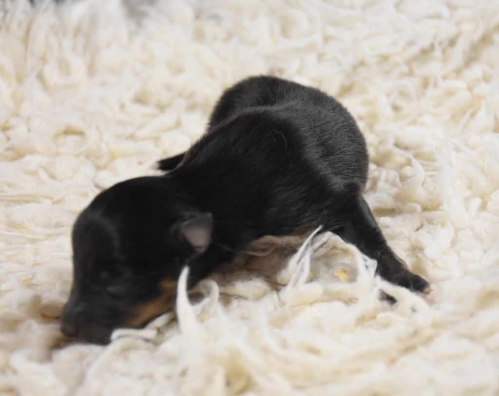 De la combe berail - Chiots disponibles - Shetland Sheepdog