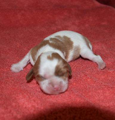 BOBY Male blenheim