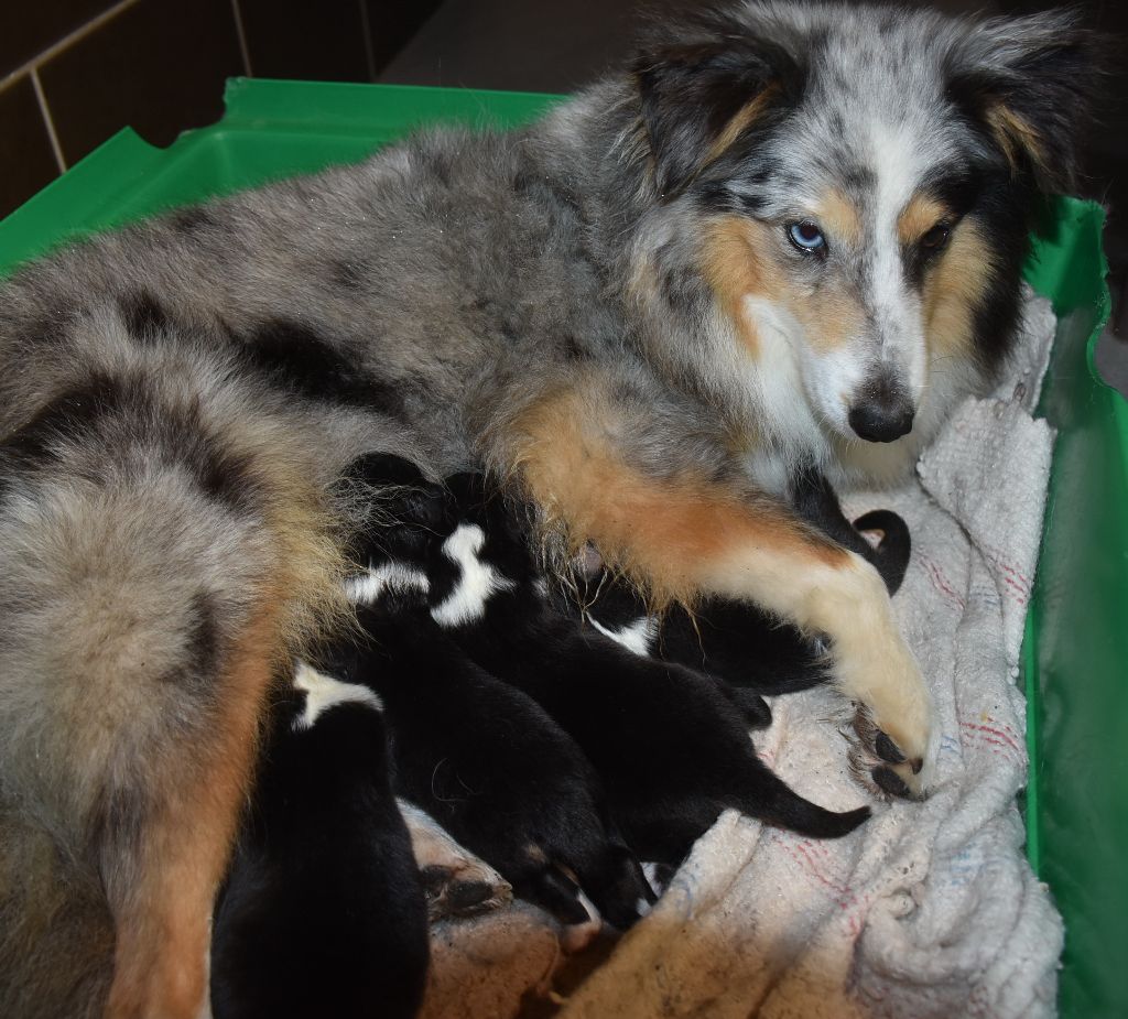 Chiot Shetland Sheepdog De la combe berail