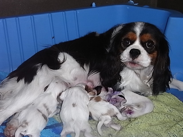 De la combe berail - Cavalier King Charles Spaniel - Portée née le 02/07/2011