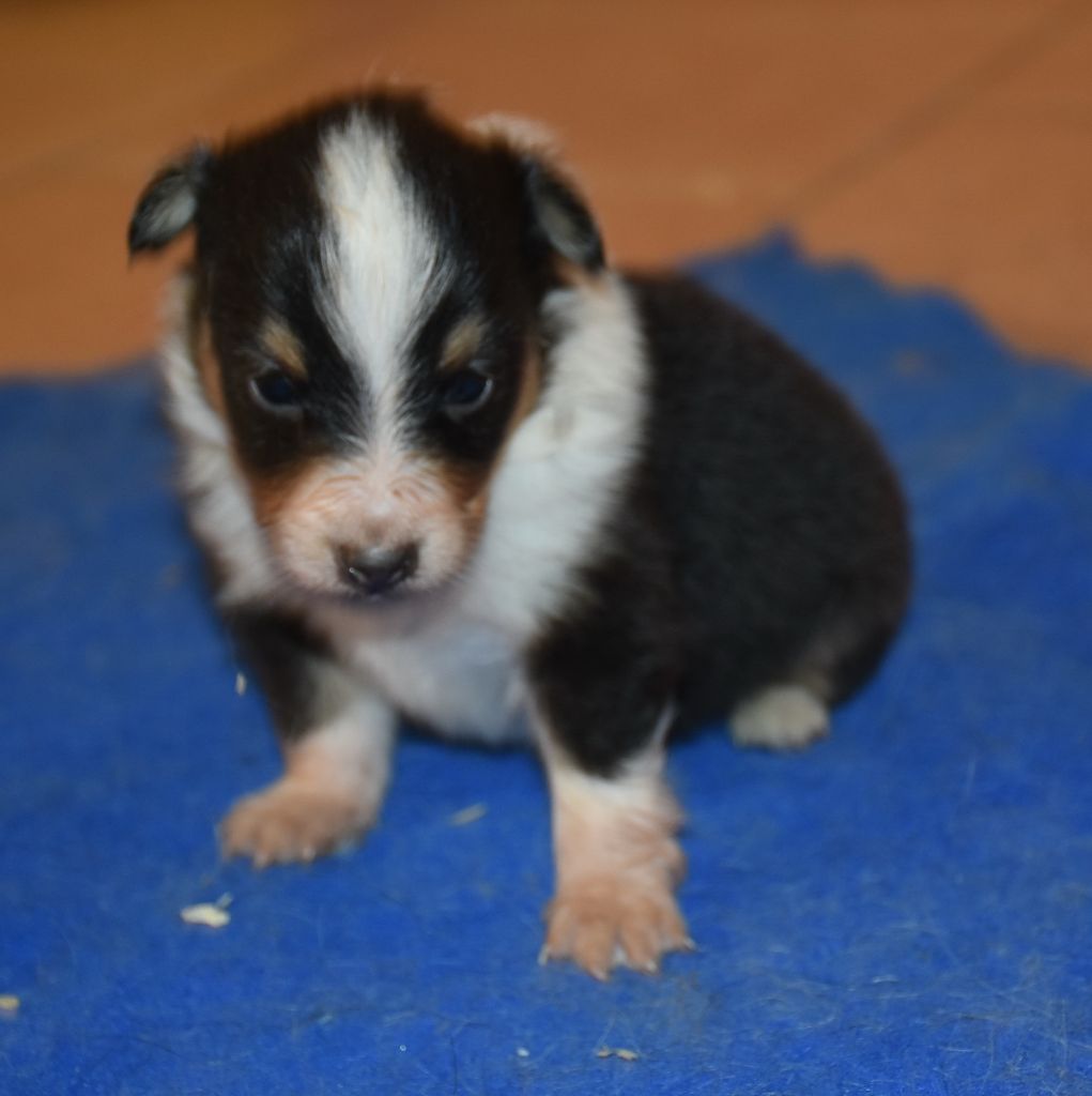 De la combe berail - Chiots disponibles - Shetland Sheepdog