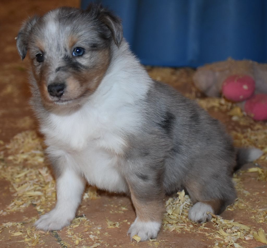 De la combe berail - Chiots disponibles - Shetland Sheepdog