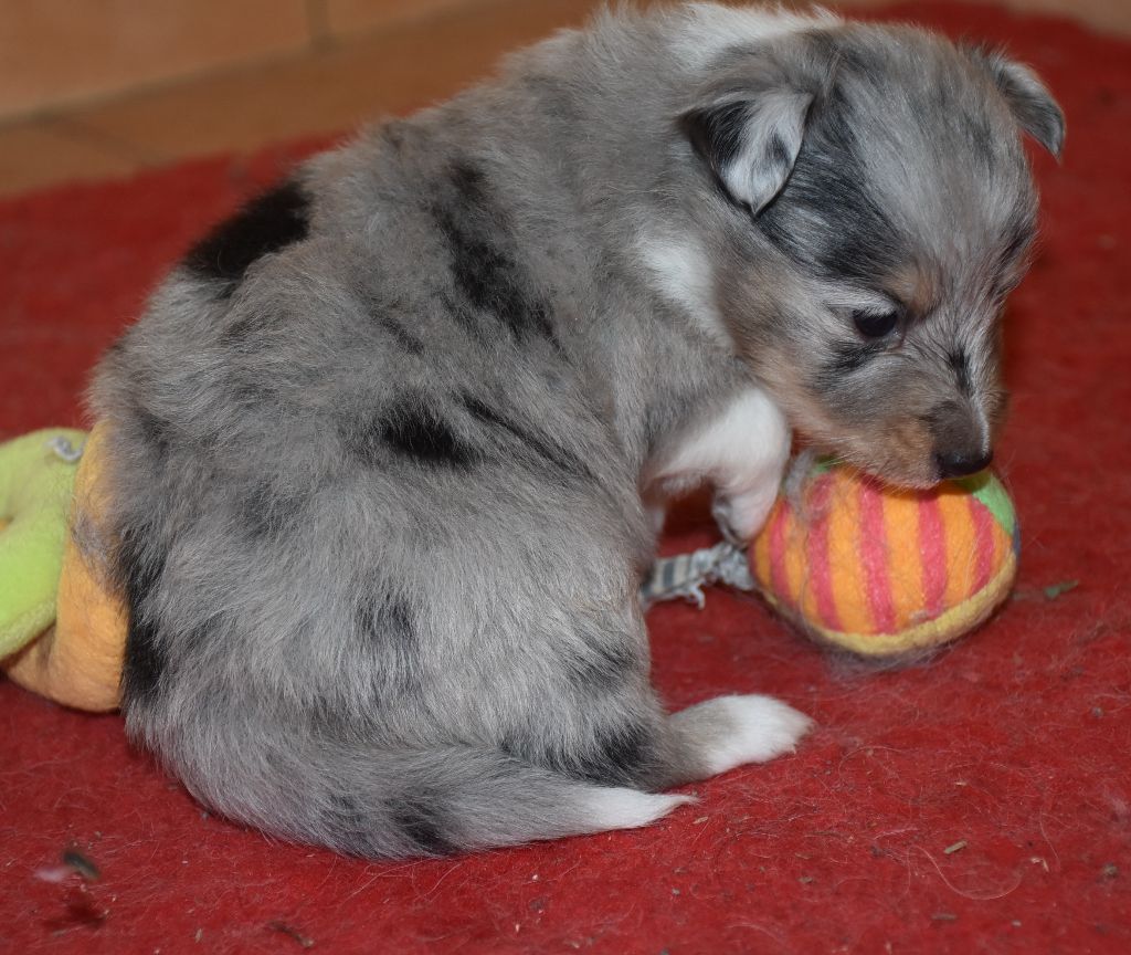 De la combe berail - Chiots disponibles - Shetland Sheepdog