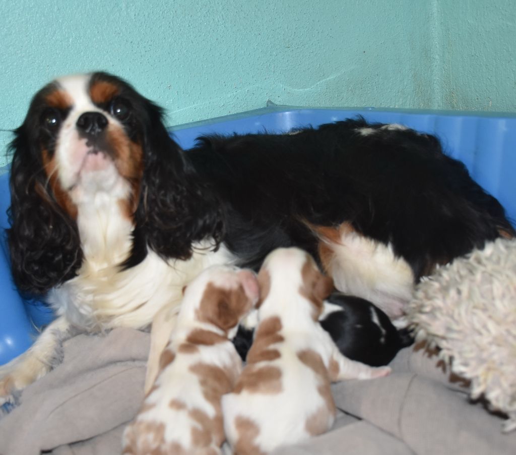 Chiot Cavalier King Charles Spaniel De la combe berail
