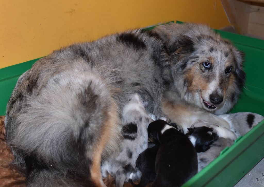 Chiot Shetland Sheepdog De la combe berail