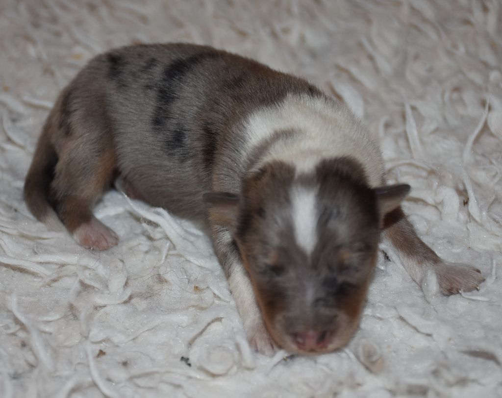 De la combe berail - Chiots disponibles - Shetland Sheepdog