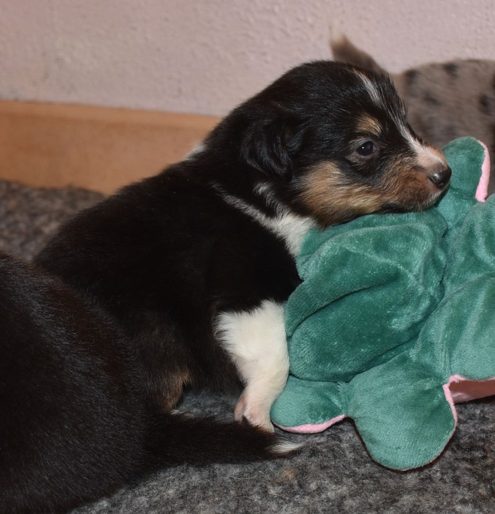 De la combe berail - Chiots disponibles - Shetland Sheepdog