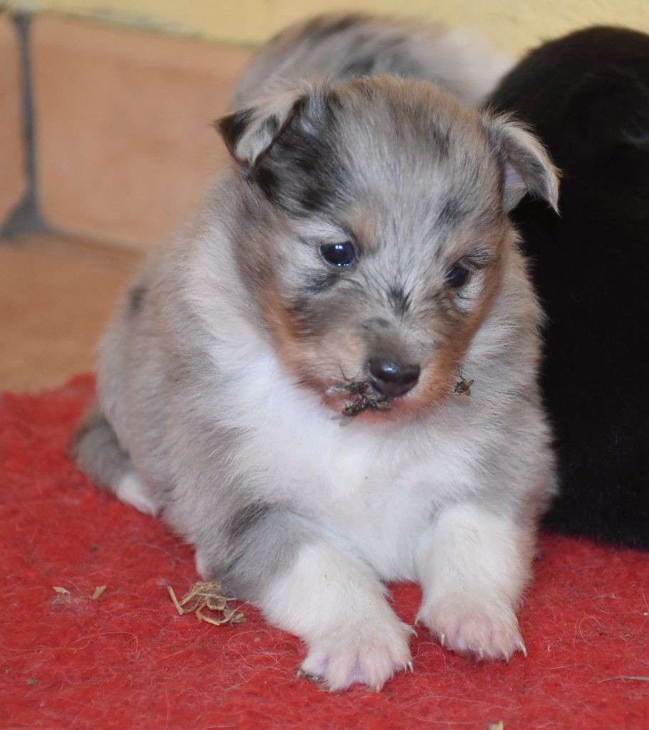 De la combe berail - Chiots disponibles - Shetland Sheepdog