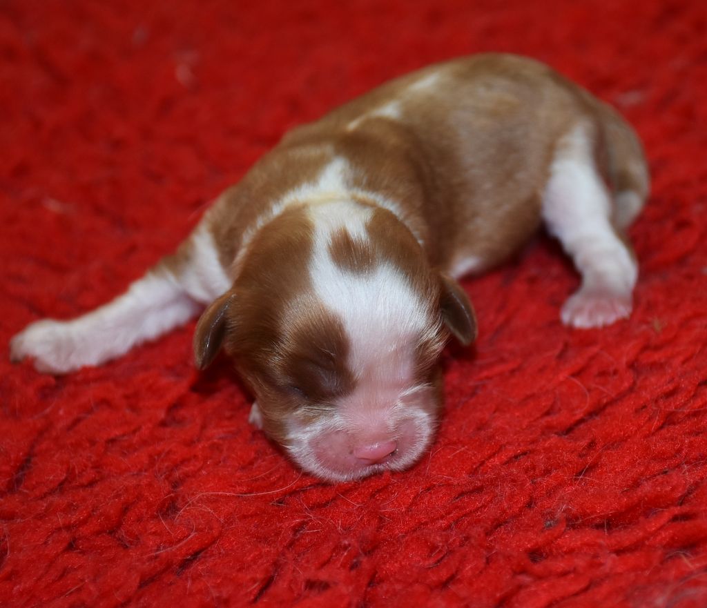 De la combe berail - Chiots disponibles - Cavalier King Charles Spaniel