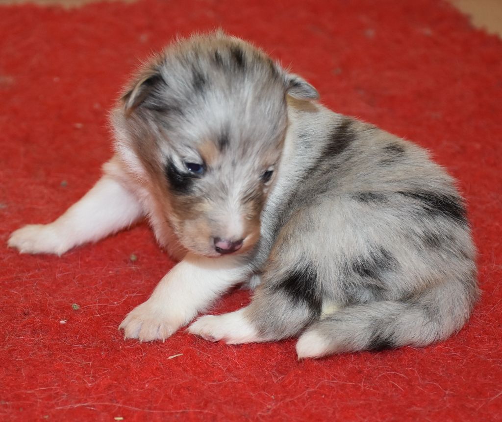De la combe berail - Chiots disponibles - Shetland Sheepdog