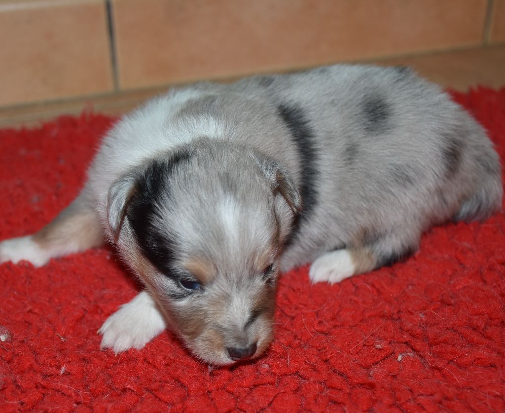 De la combe berail - Chiots disponibles - Shetland Sheepdog