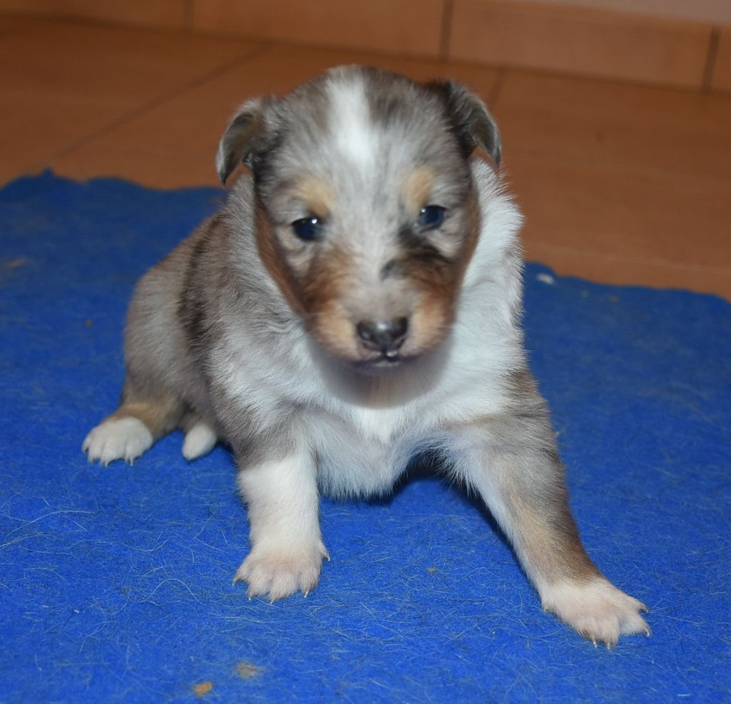 De la combe berail - Chiots disponibles - Shetland Sheepdog