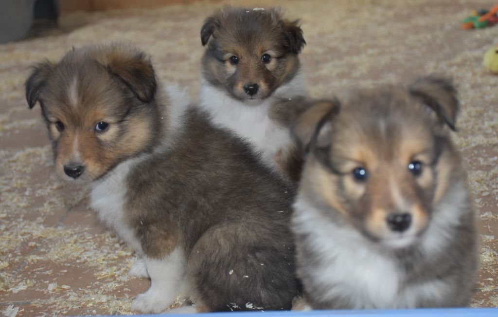 Chiot Shetland Sheepdog De la combe berail