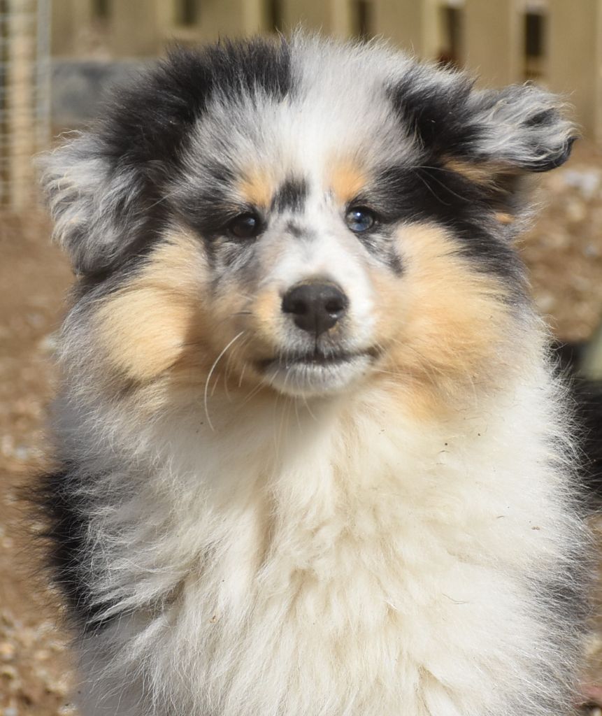 VOYOU BLEU male bleu merle